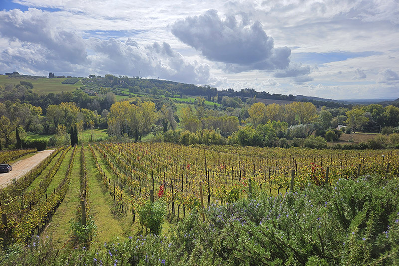 Cantine etiche, Vigna di Santo Iolo