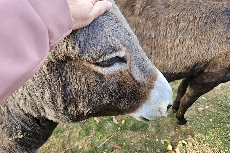 Asinelli a Tenuta dei Mori