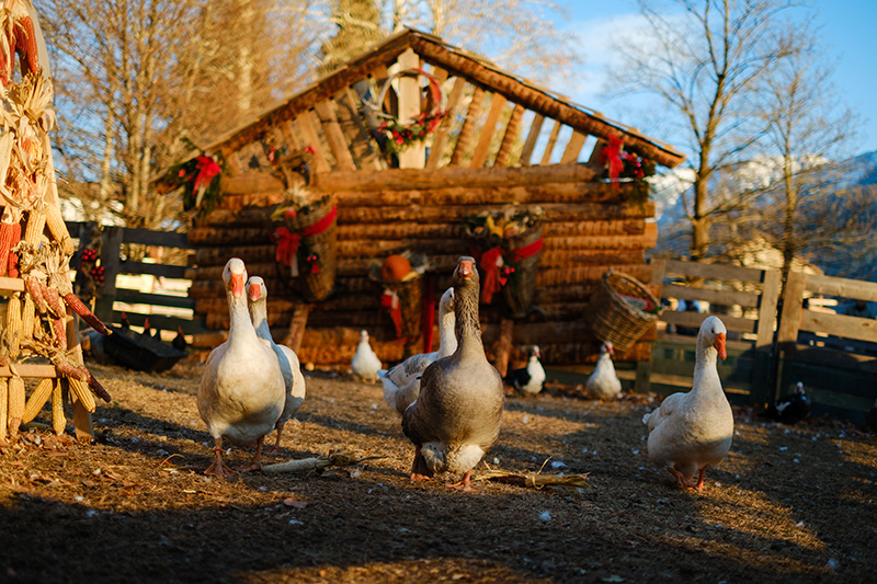 Fattoria degli animali di malga a Levico Terme