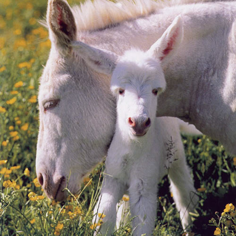 Asinello bianco mascotte del parco Città della domenica vicino Perugia