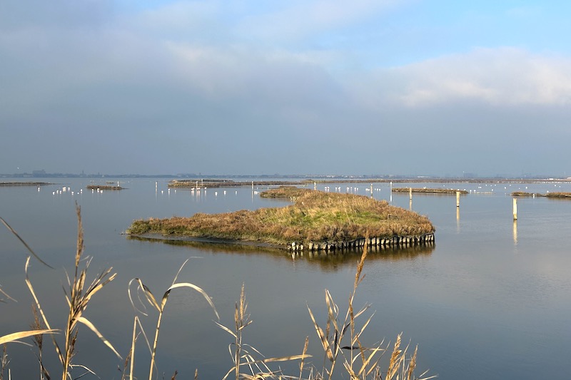 Valli di Comacchio fenicotteri