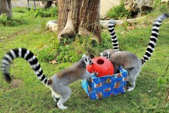 Natale ed Epifania al Bioparco di Roma © Massimiliano Di Giovanni – archivio Bioparco