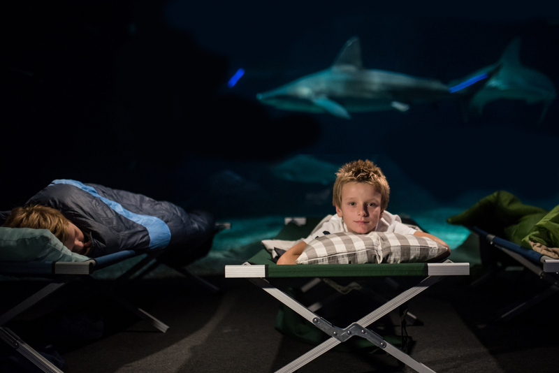 Acquario di Genova: la Notte con gli Squali