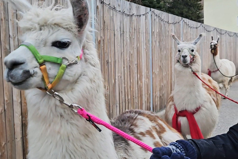 Avvento a Mallnitz, passeggiate con i lama