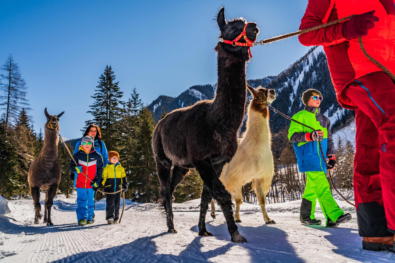 Passeggiate per famiglie con i lama, inverno a Mallnitz con i bambini
