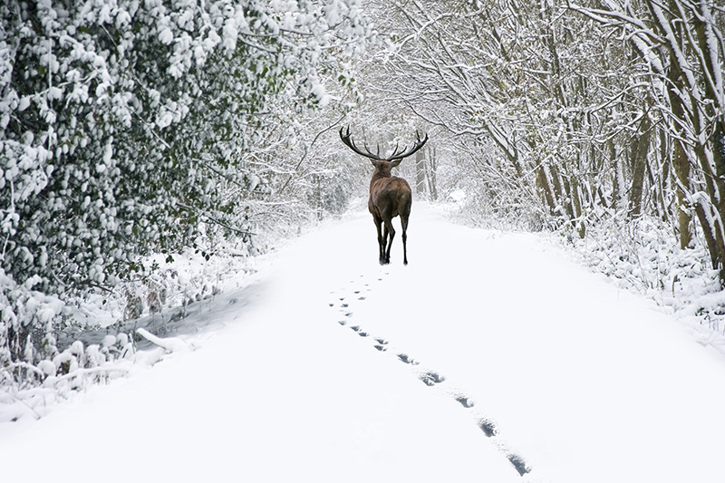 Orme e cervo sulla neve