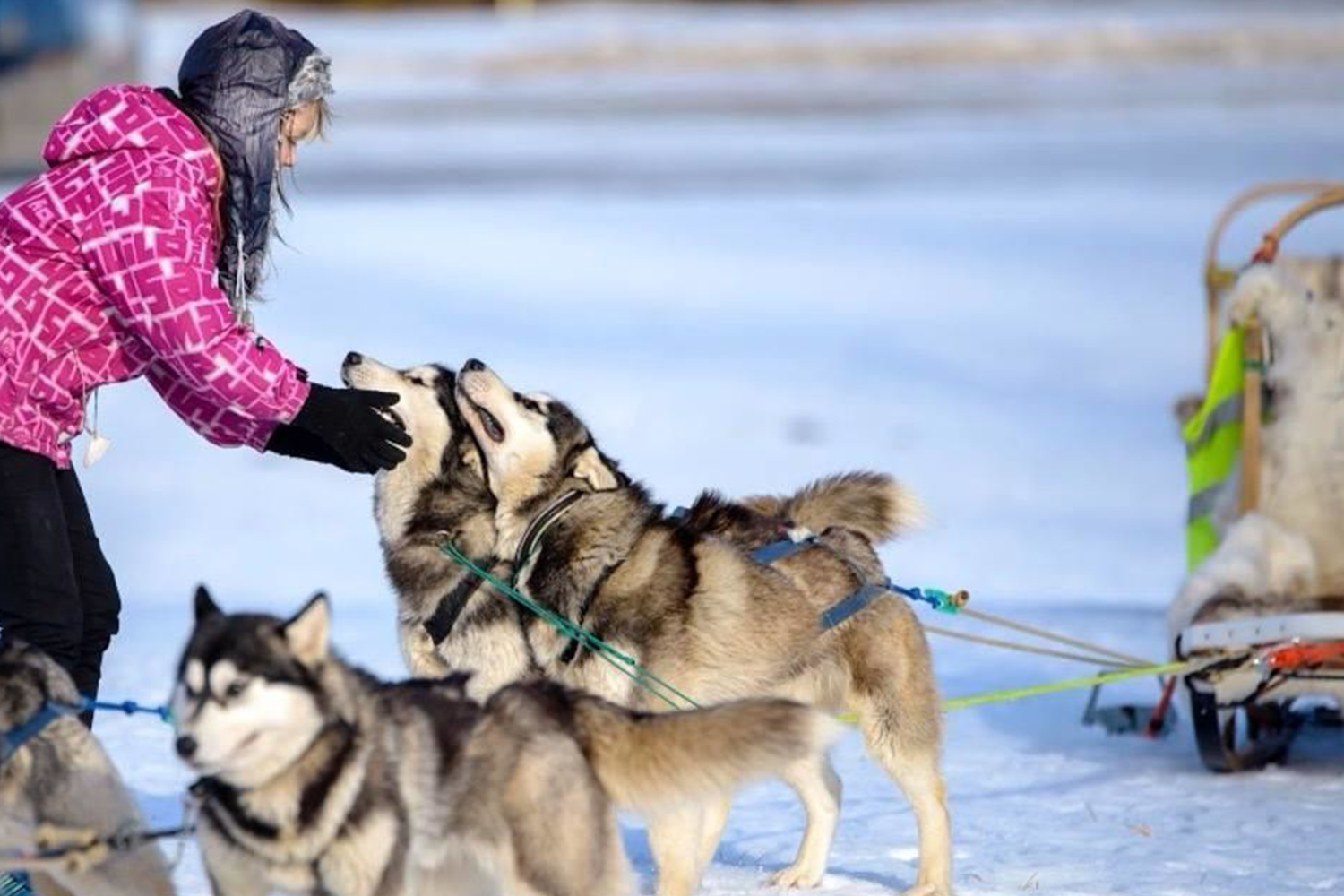 Sleddog in Italia: dove vivere l’avventura sulle slitte trainate dagli husky