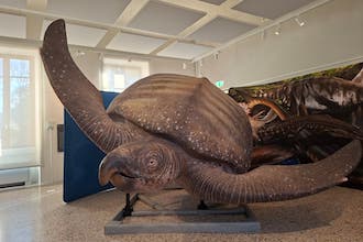 archelon pavia mostra