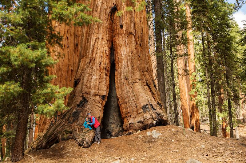 sequoia madre figlio