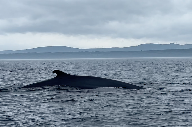 whale watching tadoussac