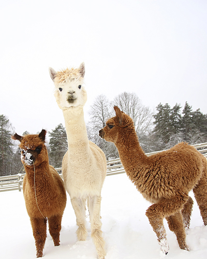 Alpaca in inverno in fattoria