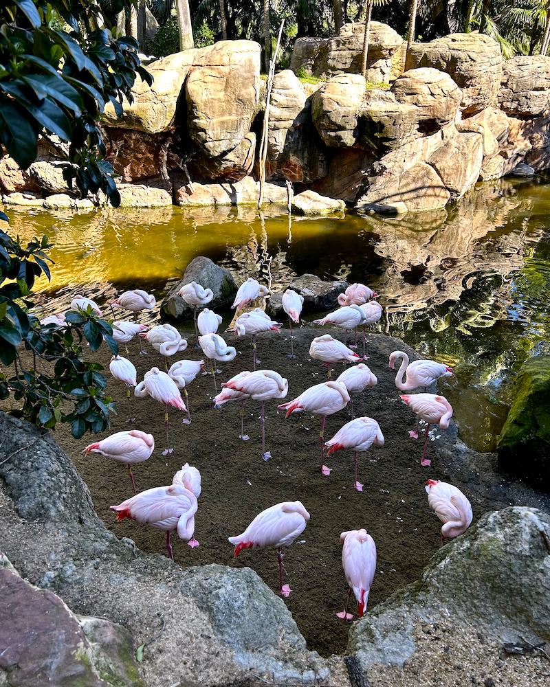 fenicotteri al bioparc fuengirola malaga