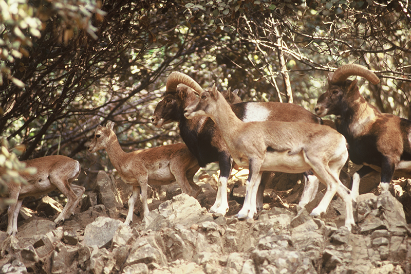 Mufloni nei monti Troodos