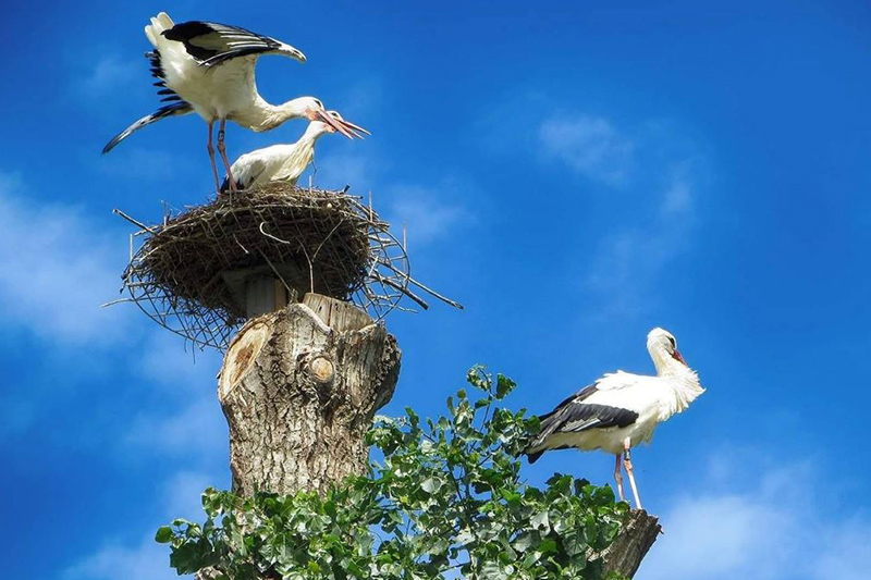 Oasi delle cicogne Fagagna