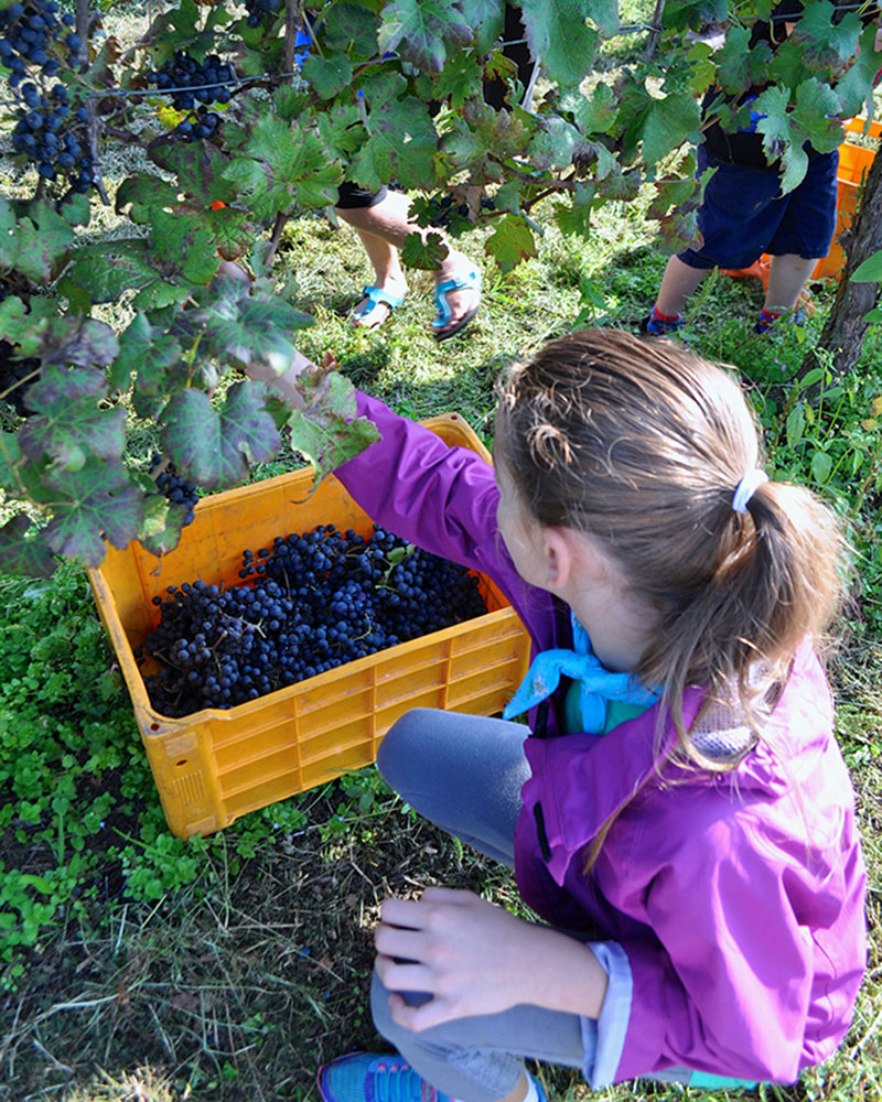 Vendemmia per bambini. © Gelindo dei Magredi