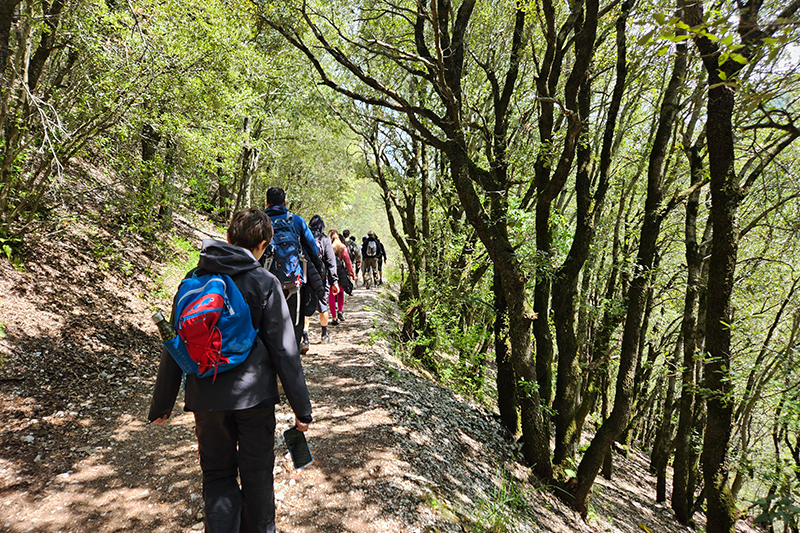 Bosco di lecci © M. Rosellini