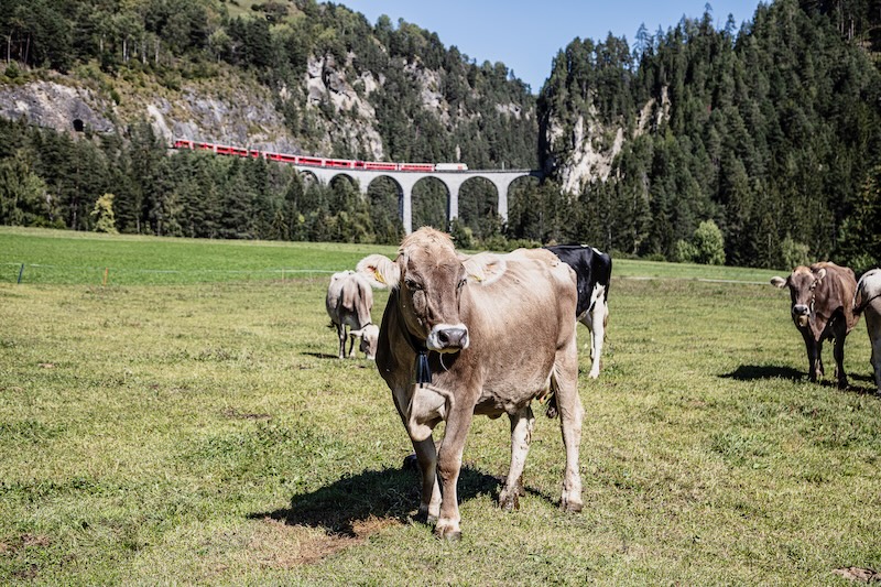 Paesaggio Landwasserwelt, il viadotto con trenino dell'Albula