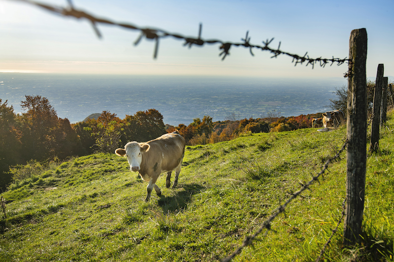 mucca altopiano di asiago