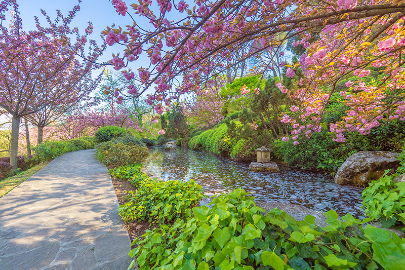 Hanami all'Orto Botanico di Roma © ValerioMei