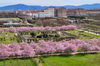 Ciliegi in fiore alla Reggia di Venaria © M. D'Ottavio