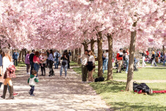 Hanami in Italia © La Venaria Reale