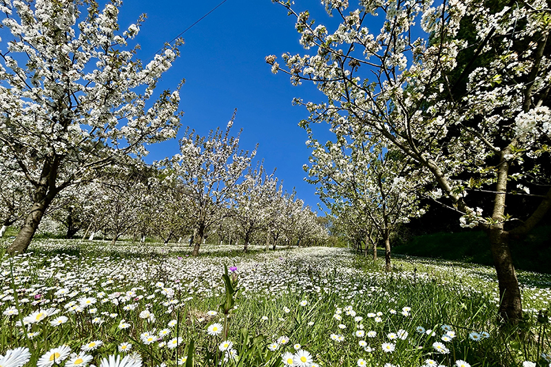 Profumi di Lari © Vivilari