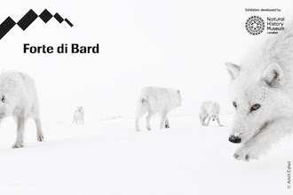 forte di bard wild life