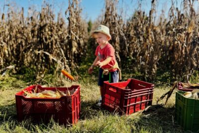 Agriturismo e Country Resort Gelindo dei Magredi in Friuli Venezia Giulia per famiglie, pannocchiata