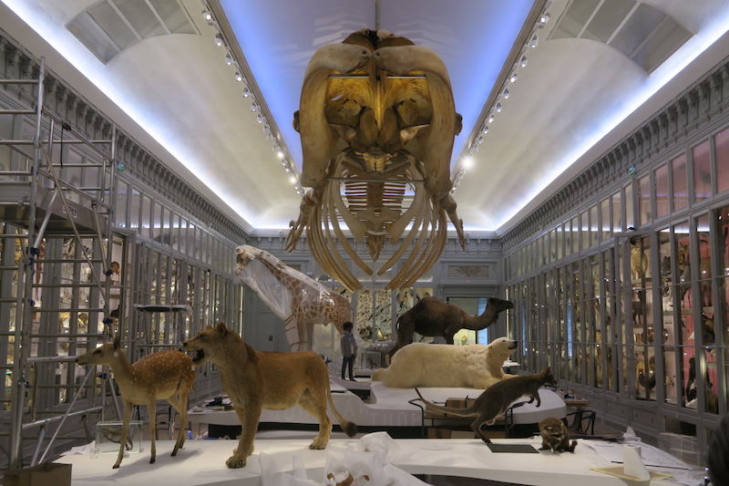 Muséum de Bordeaux