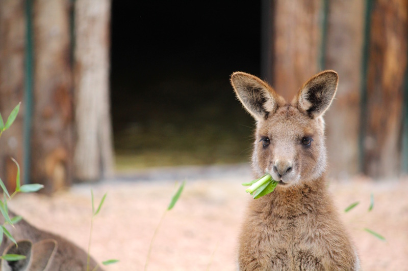 Parco Zoo Falconara canguro