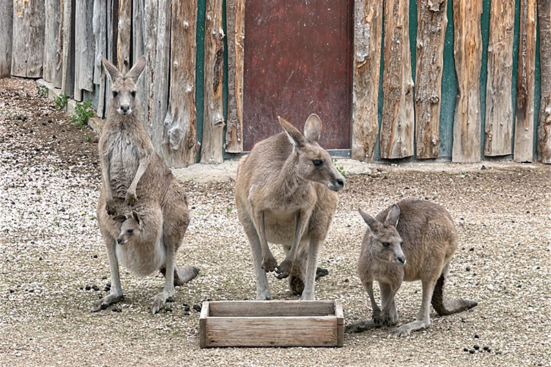 Canguro grigio orientale neonato al Parco Zoo di Falconara