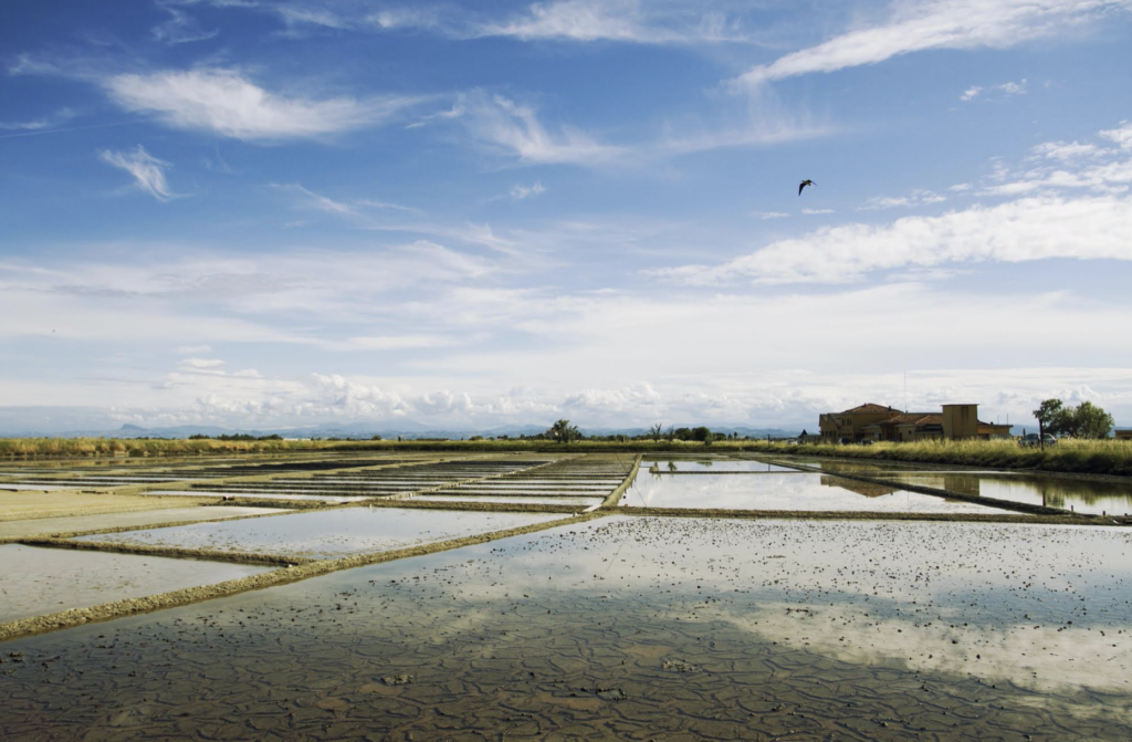 Percorso alle Saline di Cervia di birdwatching Ph Depositphots