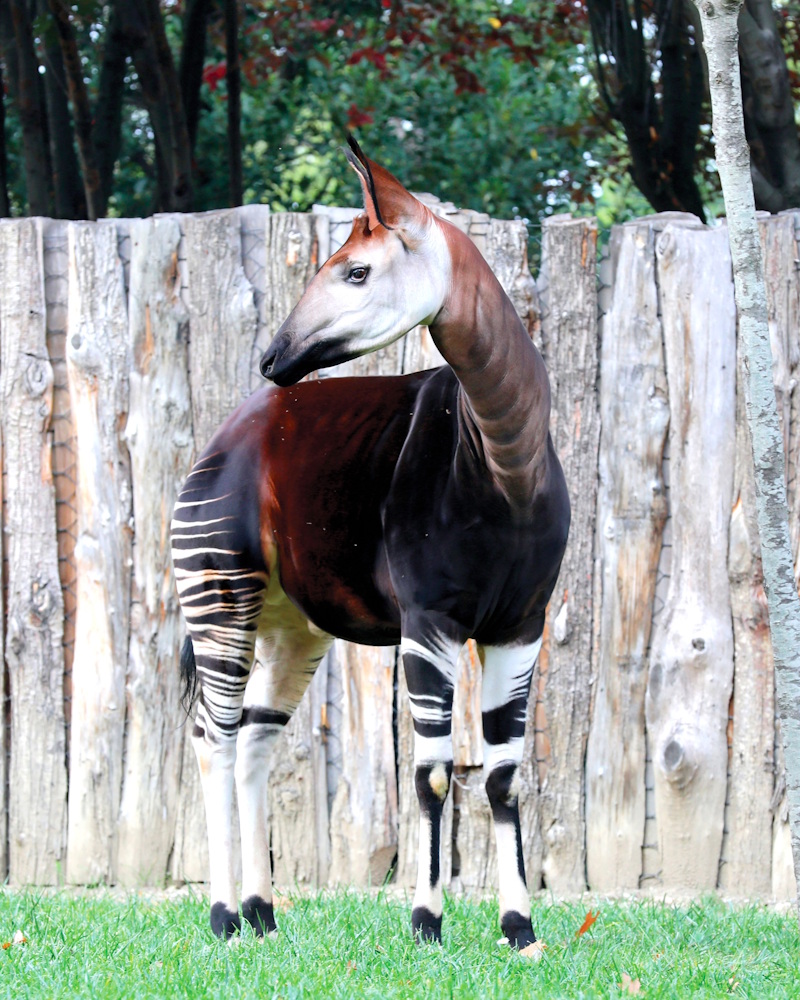 Okapi parco zoo Falconara