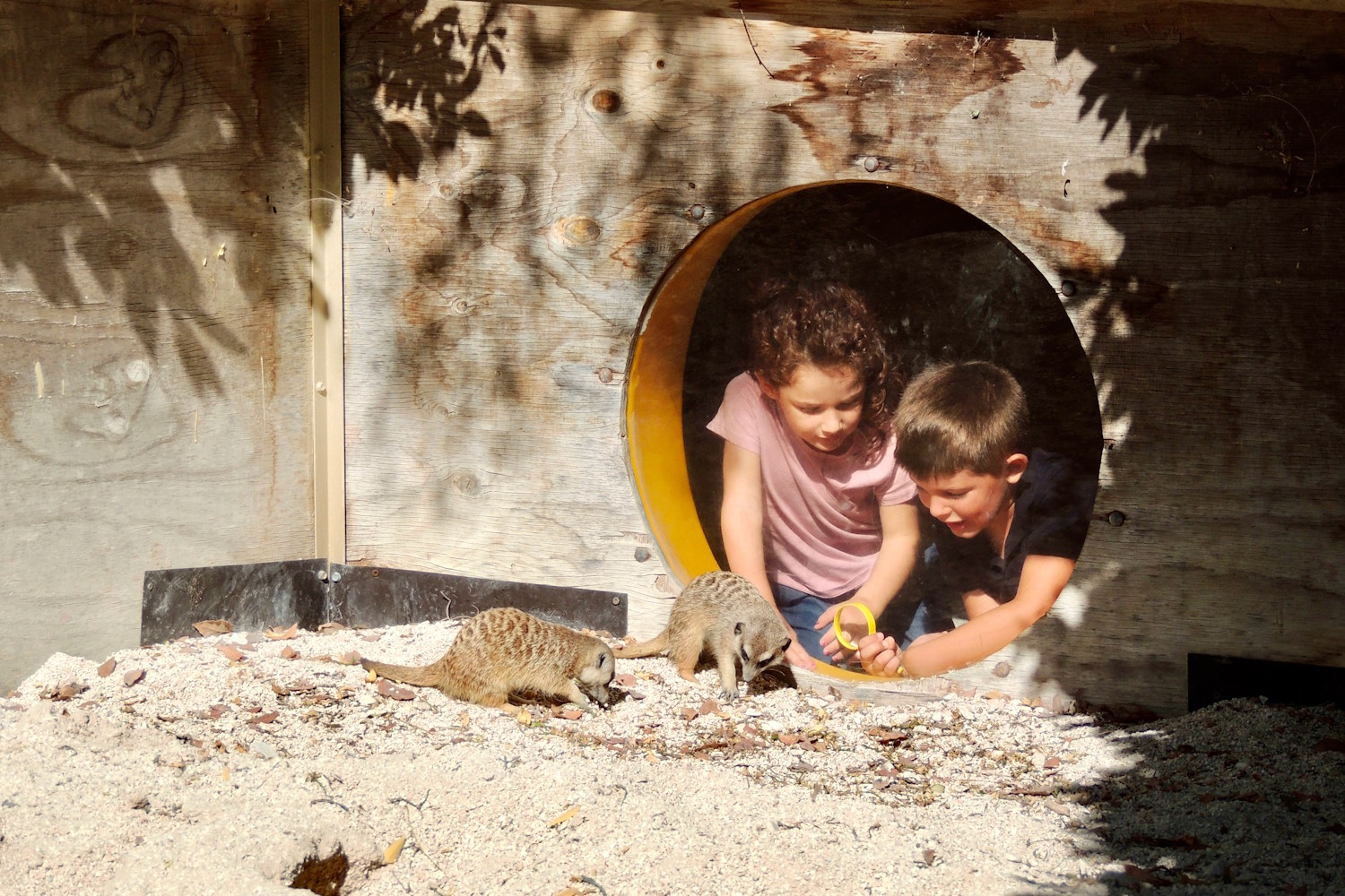 Parco Zoo Falconara suricati