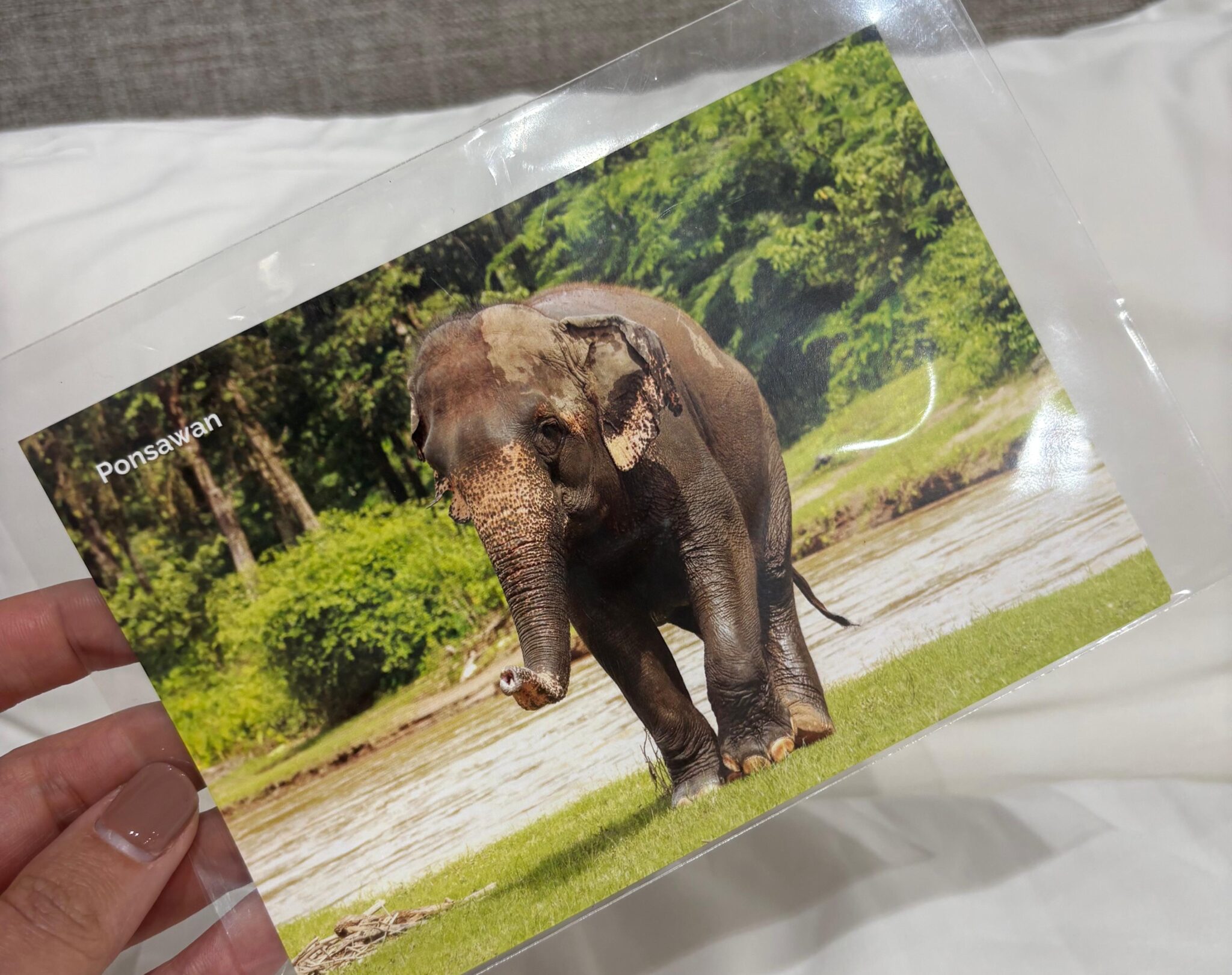 Ponsawan, il nostro elefante preferito