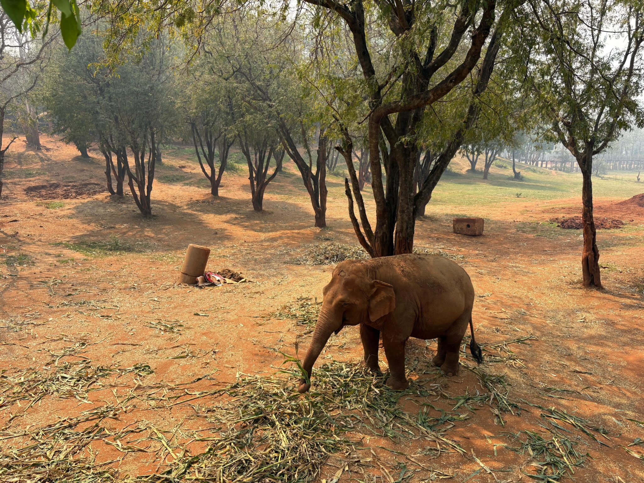 Il santuario degli elefanti di Chiang Mai