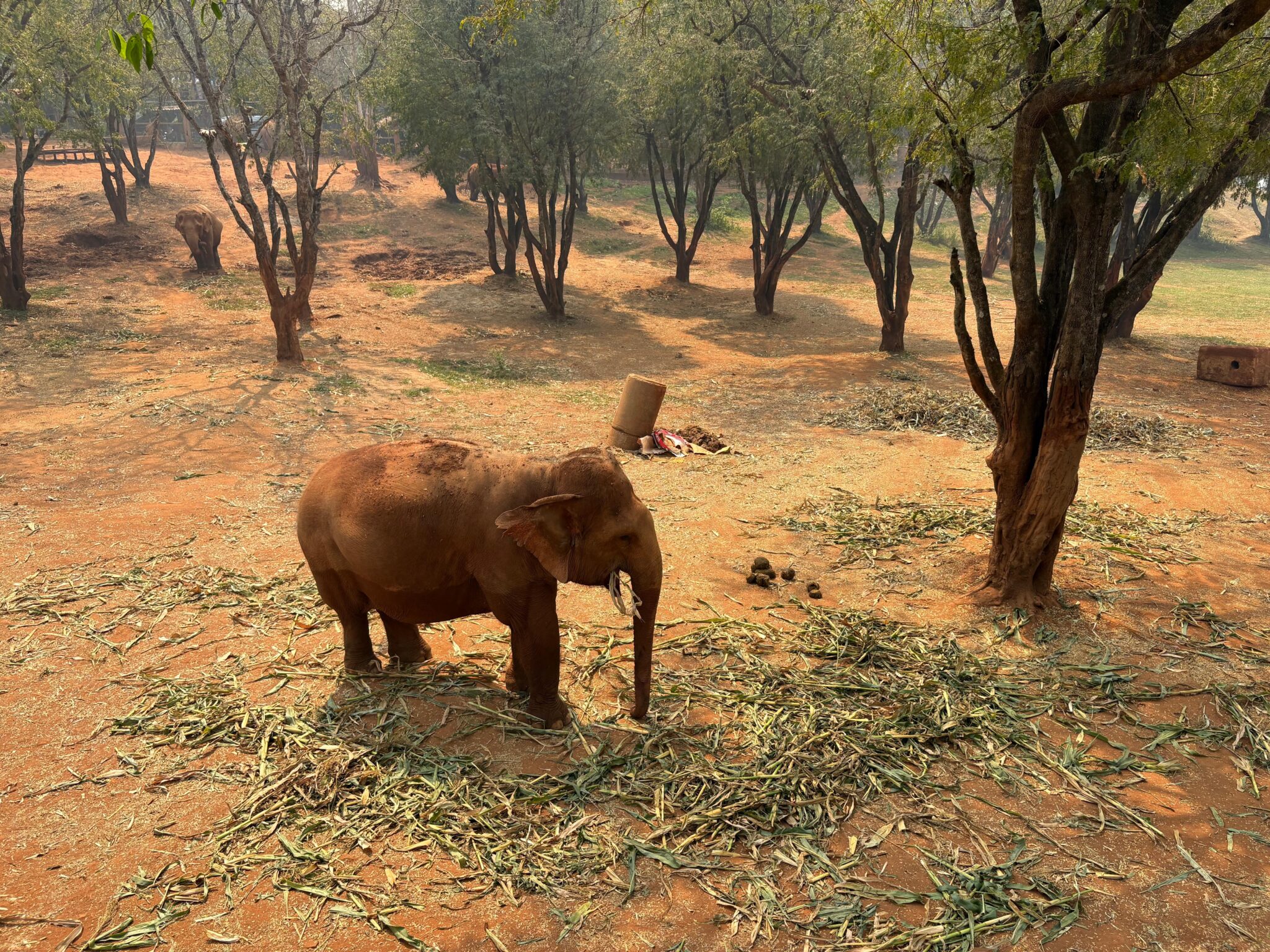 Gli elefanti del santuario