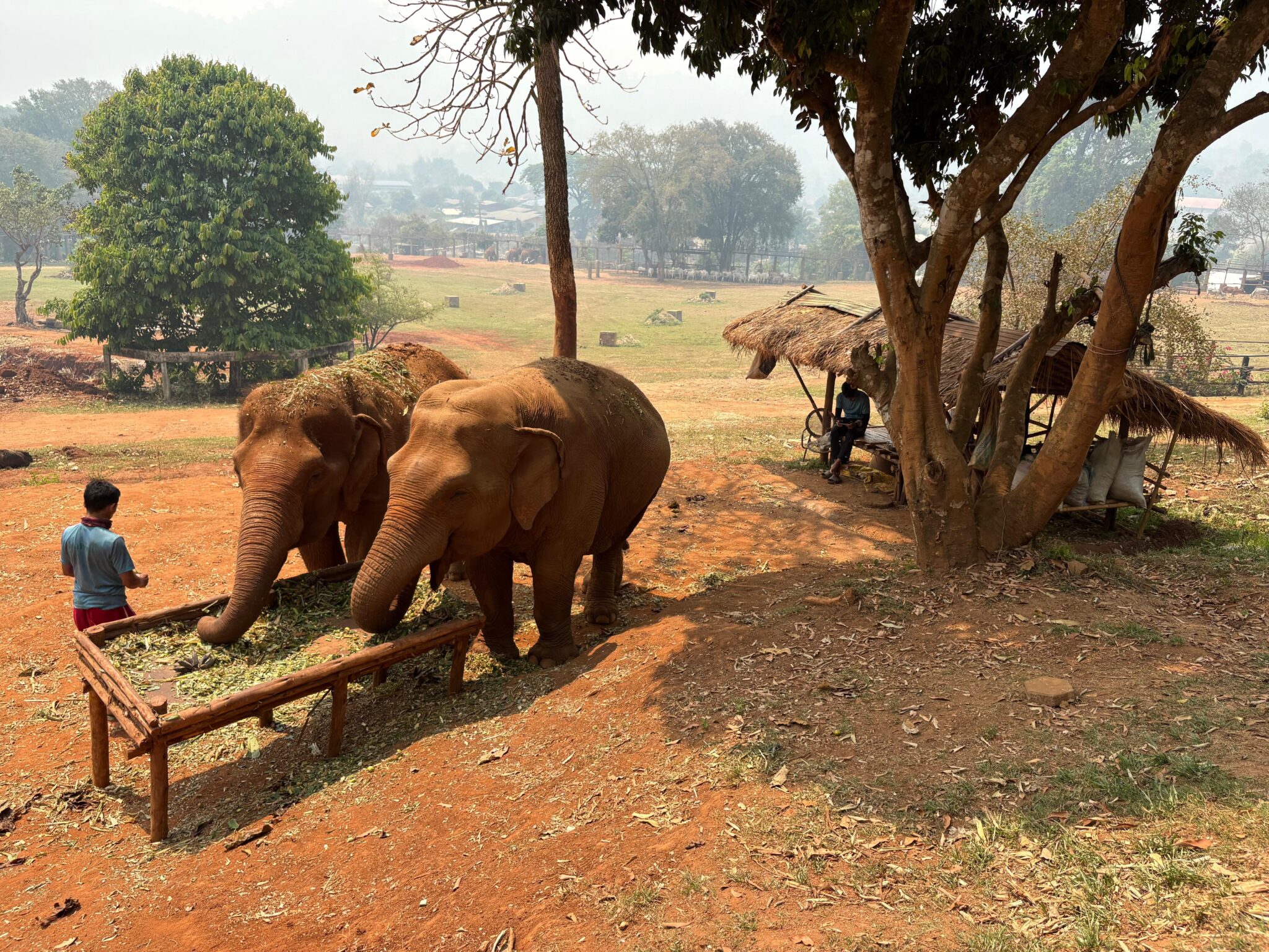 Gli elefanti con i loro keeper