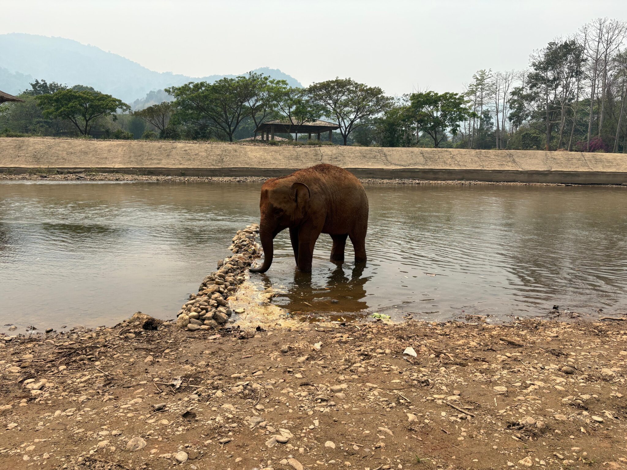 L'elefantina Shaba fa il bagno nel fiume