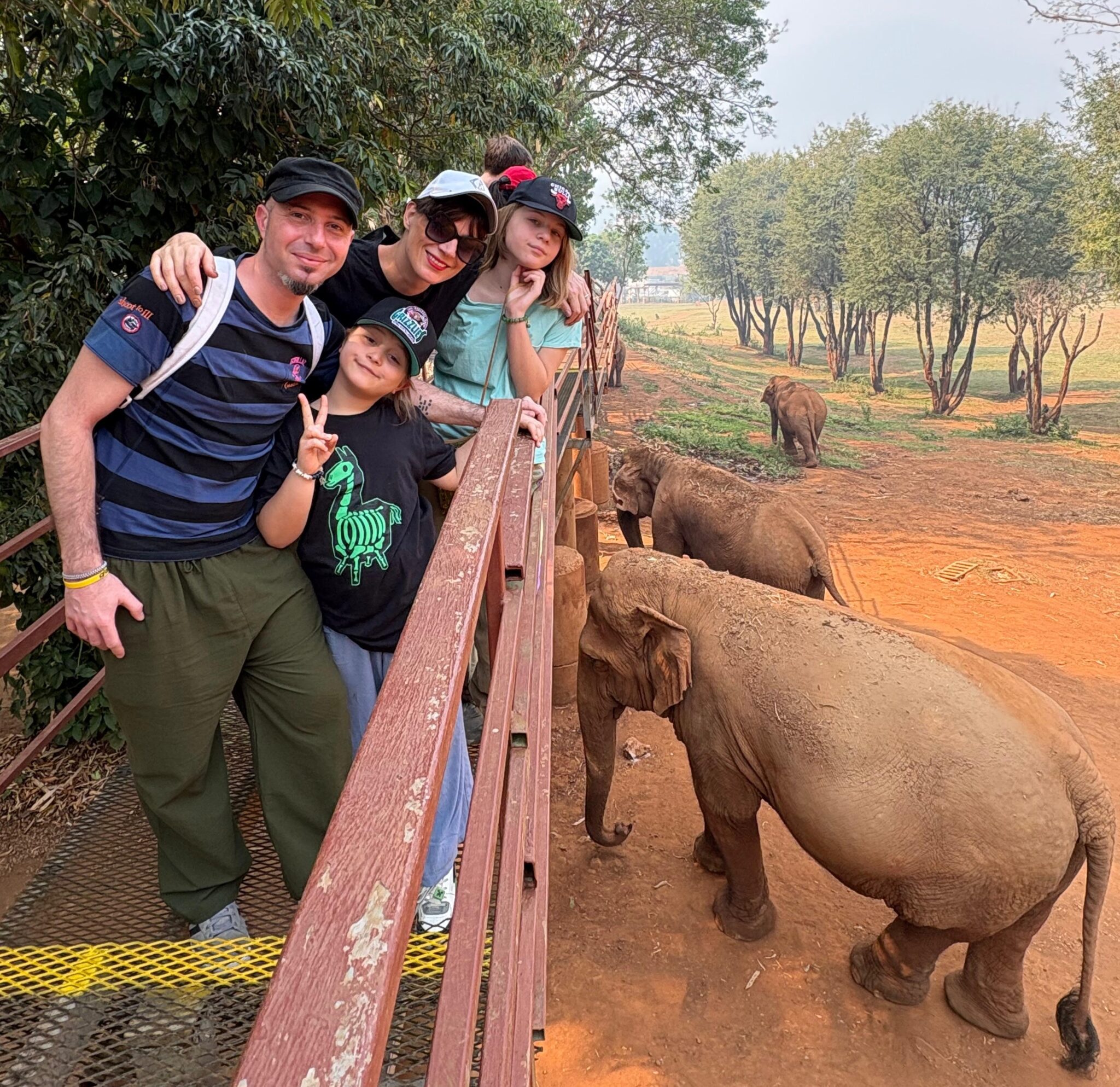 La SkyWalk per osservare gli elefanti dall'alto