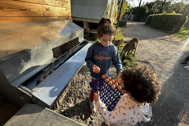uova bambine gelindo dei magredi