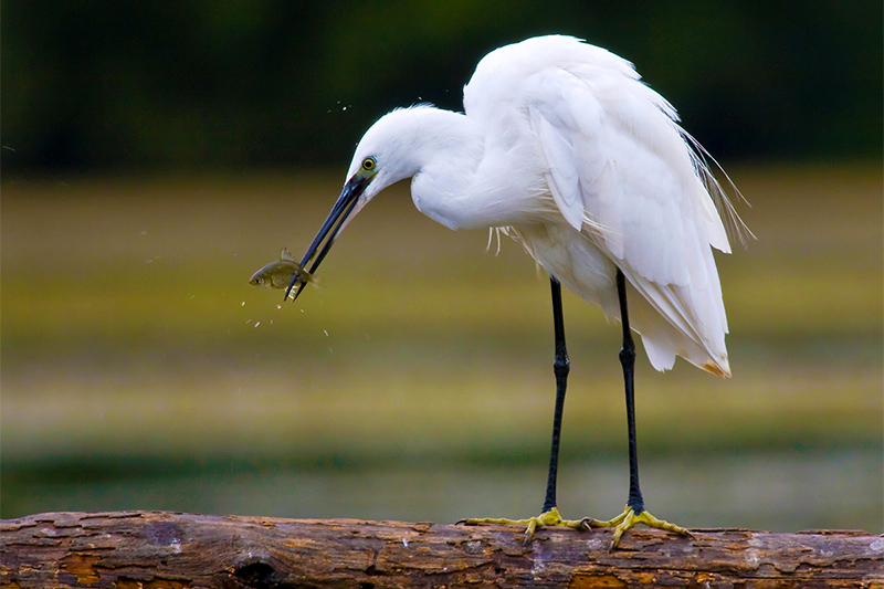 Birdwatching Riserva Nazzano Tevere Farfa