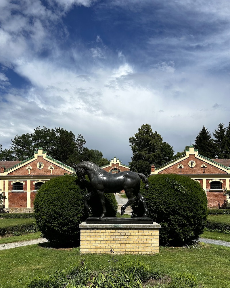 centro allevamento cavalli boemia