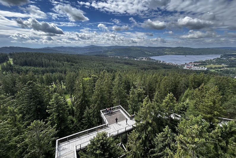 Lipno lago sentiero alberi