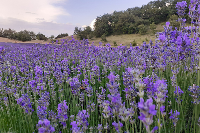 © Lavanda di Rodiano