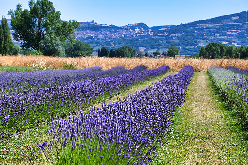 © Il Lavandeto di Assisi