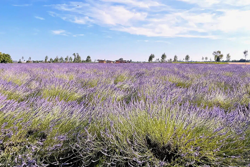 Tenuta Va Oltre © S. Quaranta