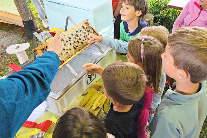 Laboratori sulle api per bambini a Sappada