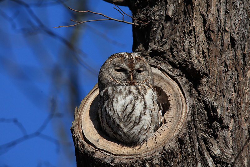 Il gufo reale. © Depositphotos