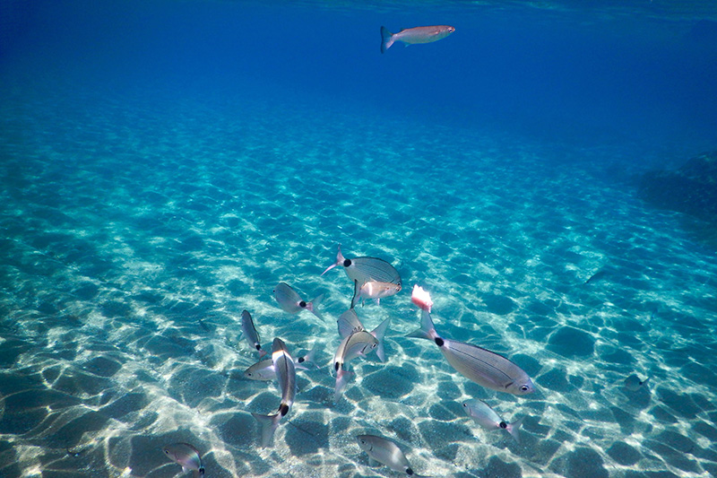 Snorkeling in Toscana